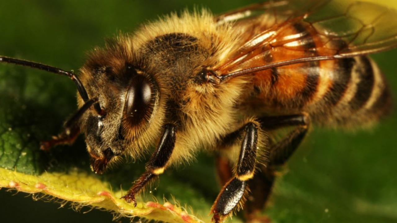 Матка медоносной пчелы